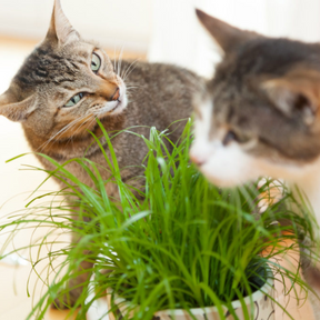 Sementes de Graminha para Gatos