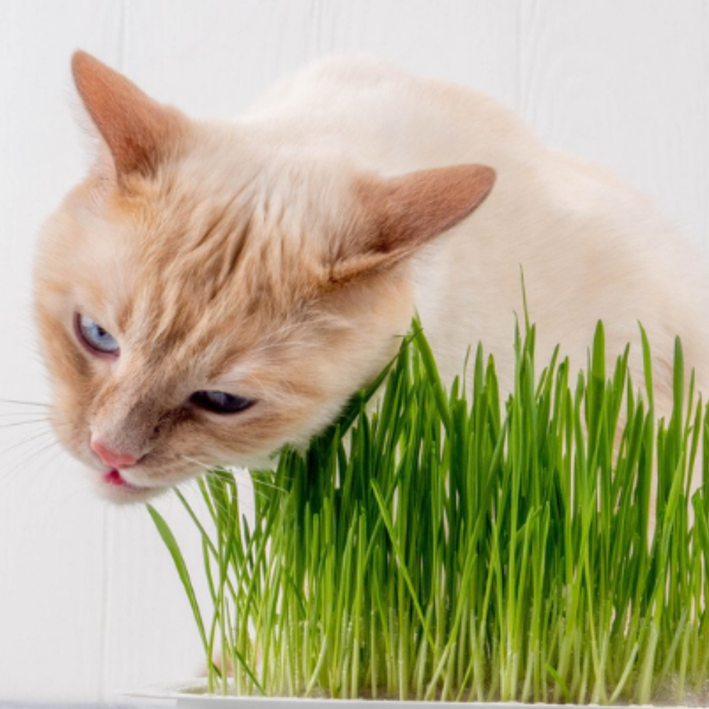 Sementes de Graminha para Gatos