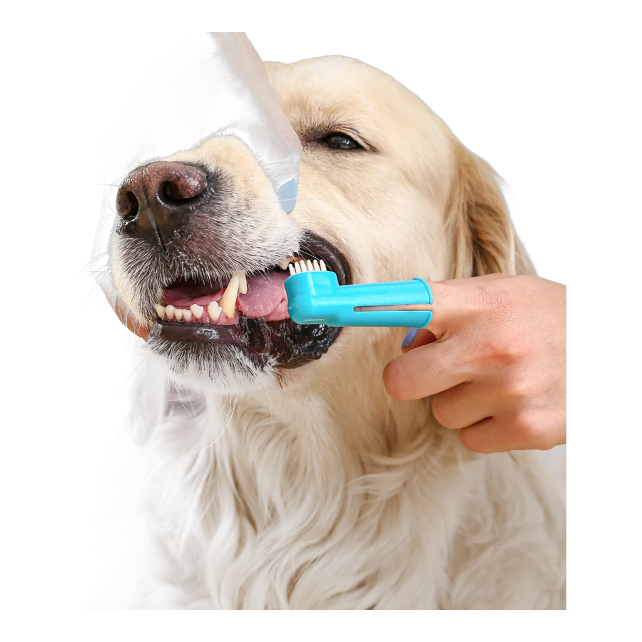 Kit de Escovação de Dentes para Pets